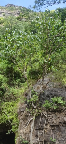 Ficus anamalayana (Ficus anamalayana)