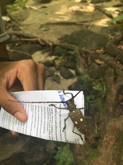 Batocera rubus