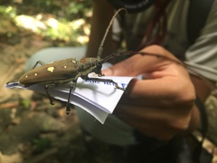Batocera rubus