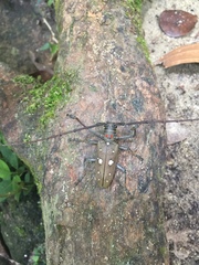 Batocera rubus