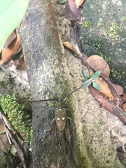 Batocera rubus