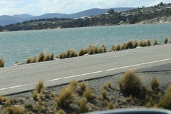 Austrostipa stipoides