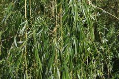 Salix × pendulina