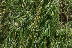 Salix × pendulina