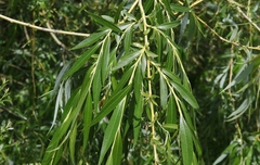 Salix × pendulina