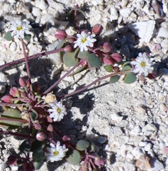 Drymaria holosteoides