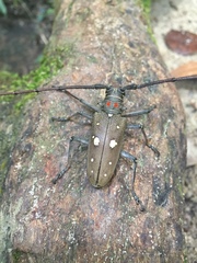 Batocera rubus