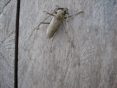 Susuacanga stigmatica