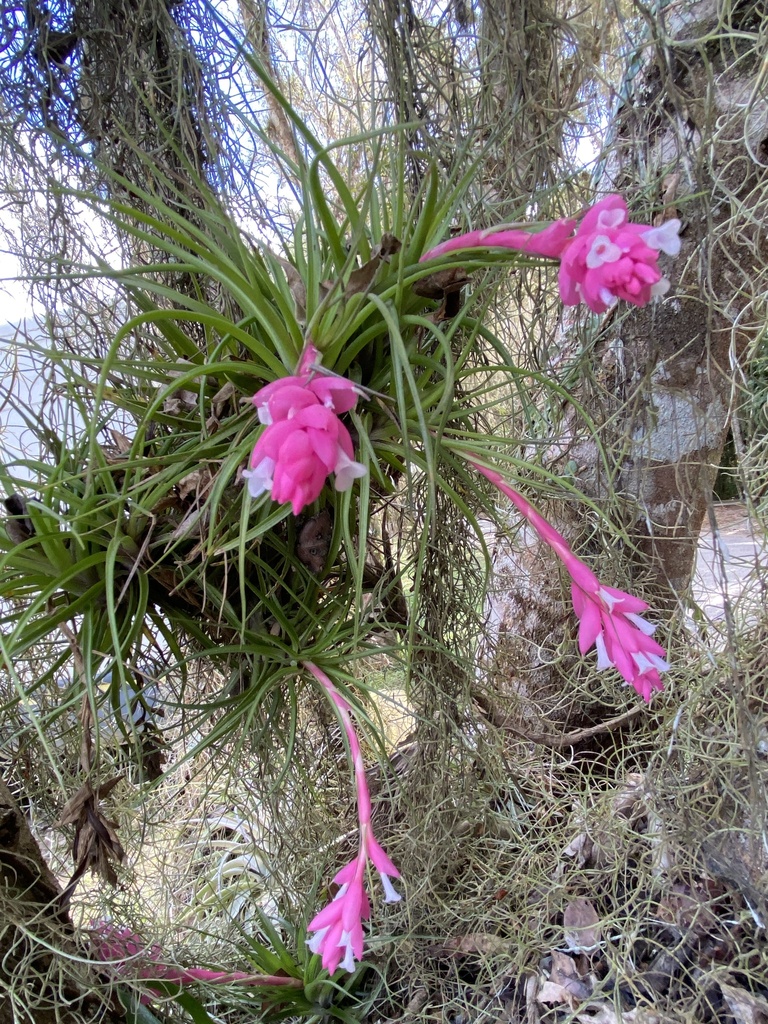 Tillandsia stricta growing on a branch