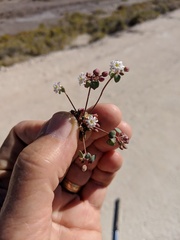 Drymaria holosteoides