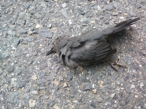 Gray Catbird photographed in Massachusetts