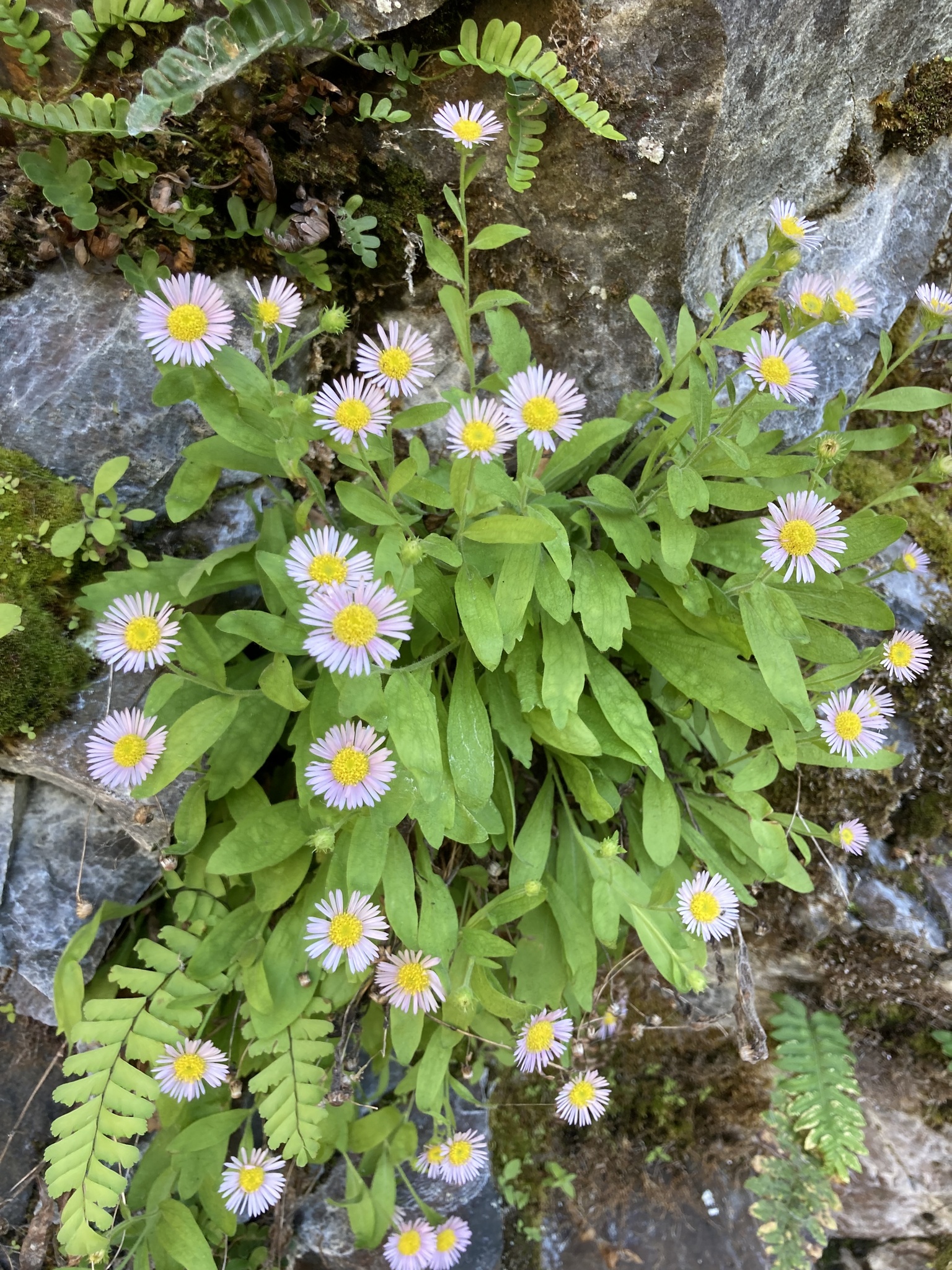 Erigeron oreganus