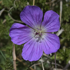 Geranium multisectum