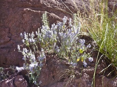 Salvia parryi
