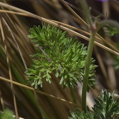 Geranium multisectum