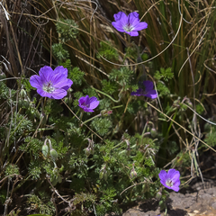 Geranium multisectum
