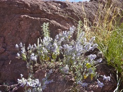 Salvia parryi
