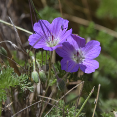 Geranium multisectum