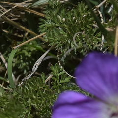 Geranium multisectum
