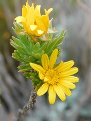 Ursinia caledonica