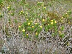 Ursinia caledonica