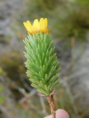 Ursinia caledonica