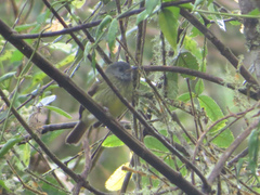 Mionectes striaticollis