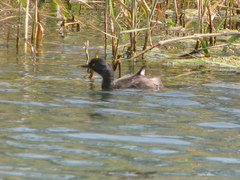 Tachybaptus dominicus
