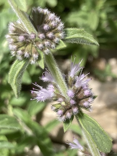 Avistamiento Mentha pulegium