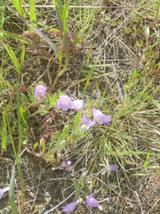 Penstemon eriantherus