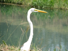 Ardea alba