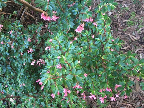 Begonia foliosa