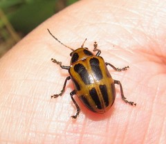 Endocephalus lineatus