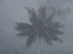 Ceroxylon quindiuense