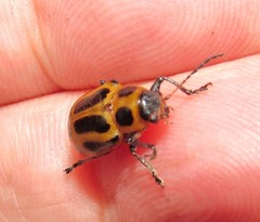 Endocephalus lineatus