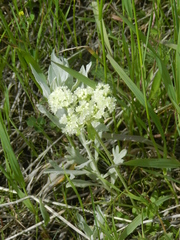 Oligogonum