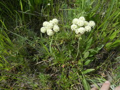 Oligogonum