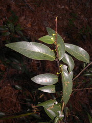 Litsea glaucescens