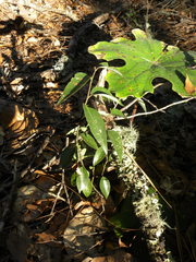 Litsea glaucescens