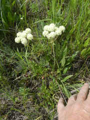 Oligogonum