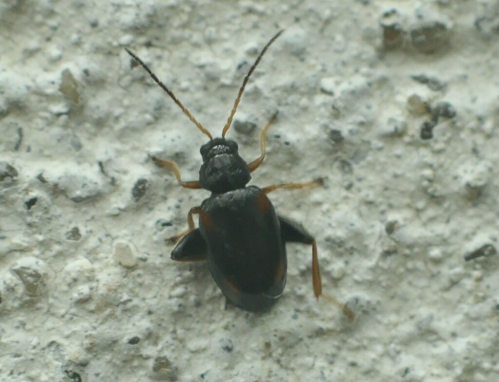 Longitarsus quadriguttatus