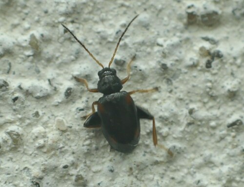 Longitarsus quadriguttatus