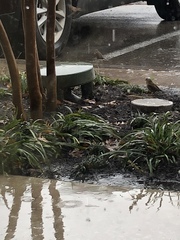 Zonotrichia leucophrys