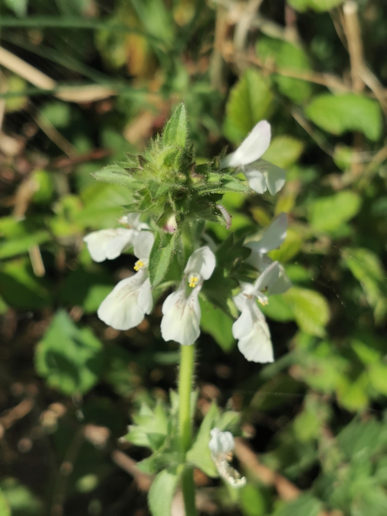 Stachys spinulosa