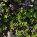 Tortula californica - Photo (c) James Bailey, alguns direitos reservados (CC BY-NC), uploaded by James Bailey