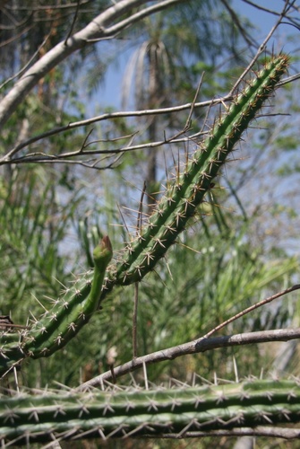 Praecereus saxicola