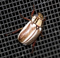 Anoplognathus abnormis