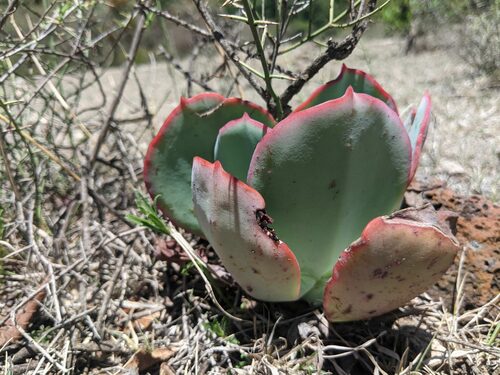 Foto de Gigante Rosa