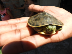 Trachemys ornata