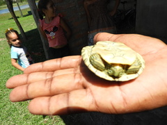 Trachemys ornata